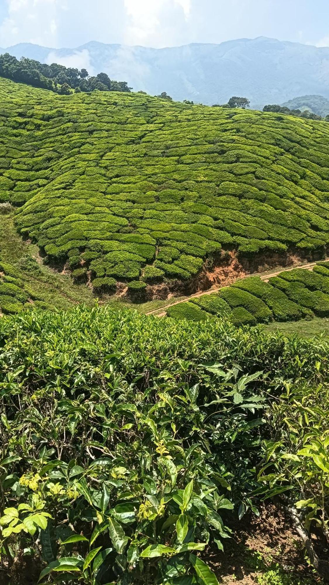 Mount Mist Villa Munnar Kültér fotó